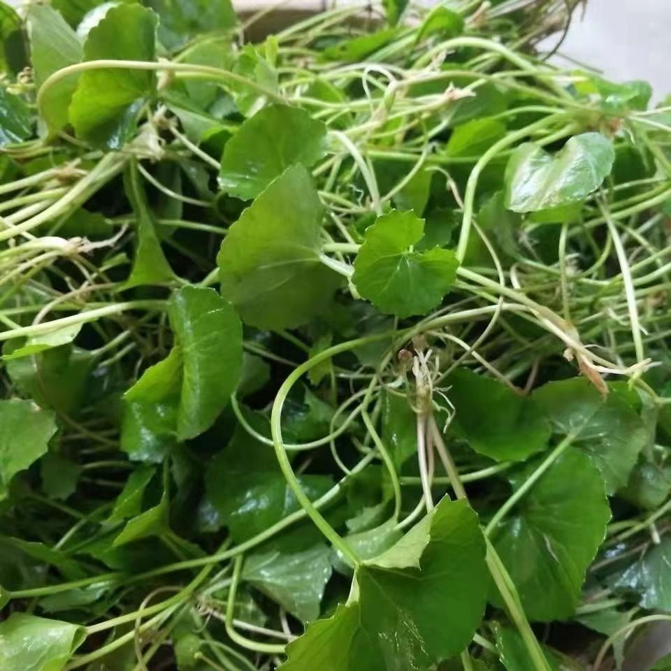 野生马蹄菜现摘现发傣味特产