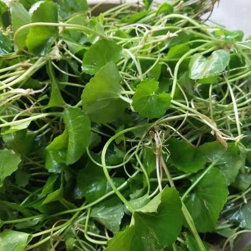 野生马蹄菜现摘现发傣味特产
