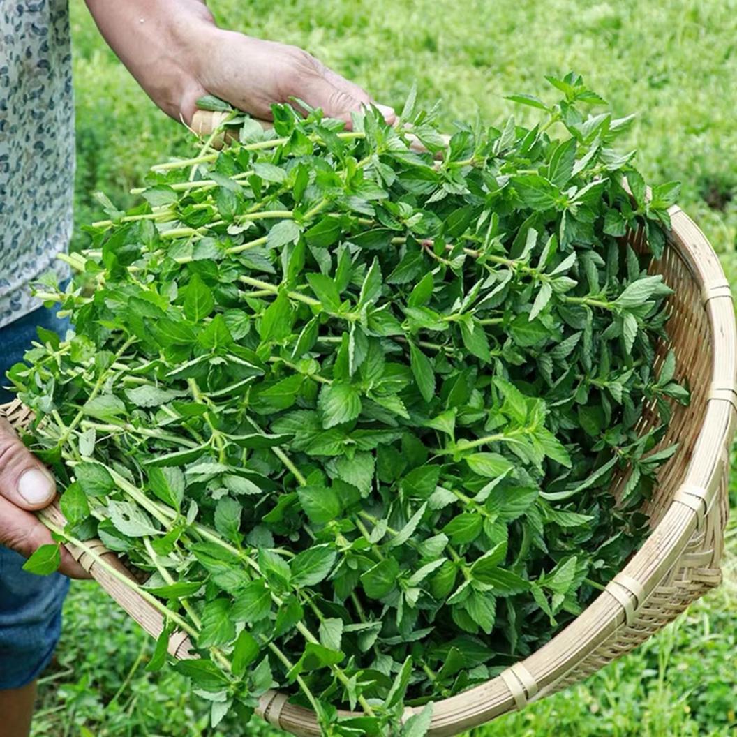香菜云南德宏特产野菜 傣味毛香菜新鲜蔬菜 水香菜 凉拌 包邮