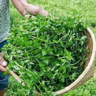 香菜云南德宏特产野菜 傣味毛香菜新鲜蔬菜 水香菜 凉拌 包邮