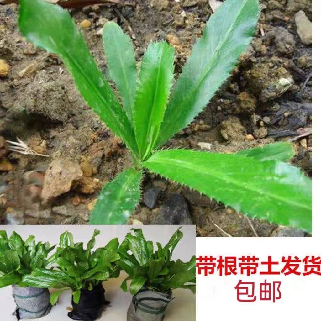 带根老缅芫荽可种新鲜有根大香菜刺芹货量少精品蔬菜现挖发货可种