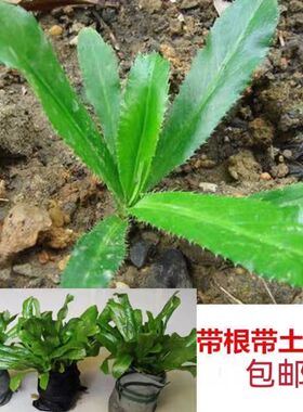 带根老缅芫荽可种新鲜有根大香菜刺芹货量少精品蔬菜现挖发货可种