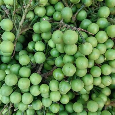 云南德宏特产小苦子果撒撇苦子果 撒撇原料泰国青皮 小苦茄子