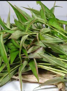 云南德宏特产新鲜香蓼柳 香柳菜辣蓼草 芳香扑鼻 煮鱼撒撇凉拌