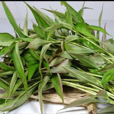 云南香柳菜煮鱼撒撇凉拌新鲜现摘