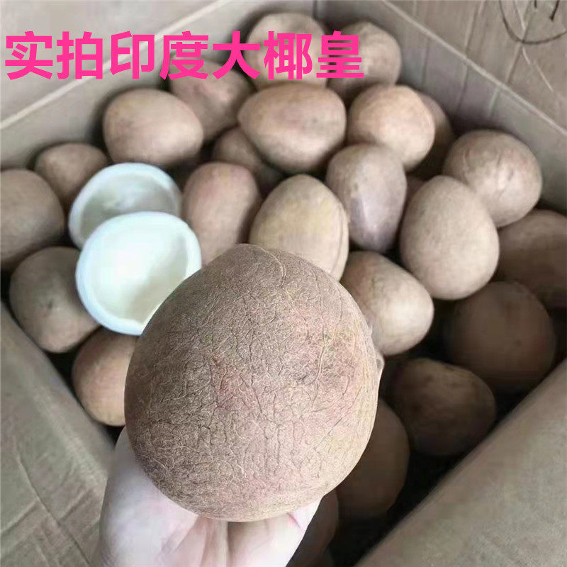 新鲜印度椰王2-3个500g椰子肉帮切片一包一斤海椰皇椰青煲汤甜品