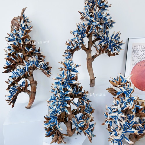 旅人蕉果荚种子天然植物果实标本高级干花插花装饰摆件蓝色花材