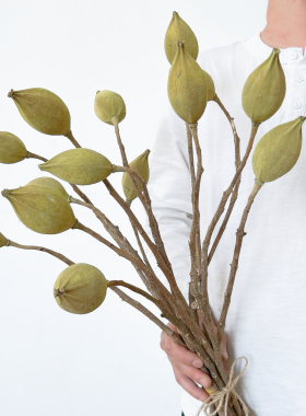 木荷真花干花高级侘寂家居插花装饰摆件植物果实干果标本小众花材