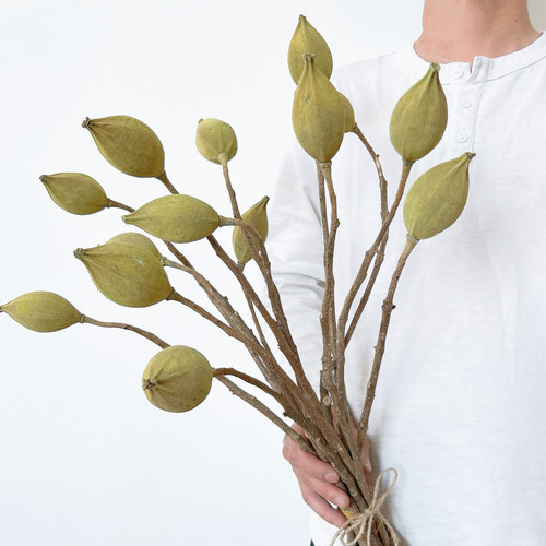 木荷真花干花高级侘寂家居插花装饰摆件植物果实干果标本小众花材