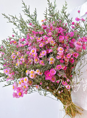 鲁丹鸟小雏菊真花干花粉色花束永生彩色情人草家居插花装饰摆设