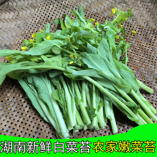 农家自种新鲜白菜苔湖南怀化会同本地露天种植时令蔬菜绿叶青菜