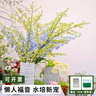 山姜子鲜切枝水培年宵花平替发财果山归来火棘果马醉木美男树吊钟