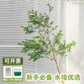 美男树水培植物鲜切枝条盆栽活树室内马醉木日本吊钟桌面客厅水养