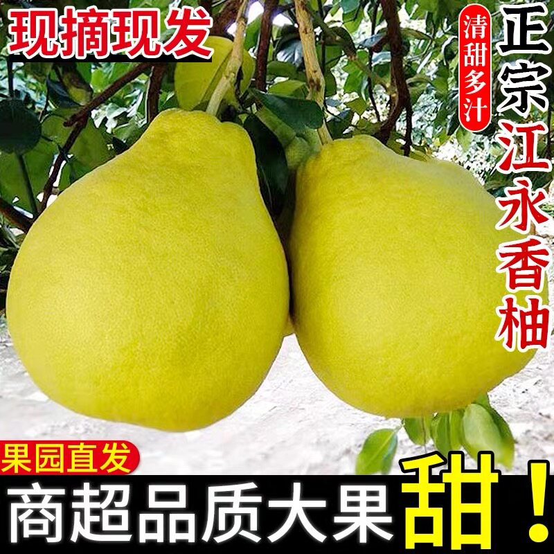 正宗湖南江永沙田柚当季水果纯甜白心柚自家特产50年老树柚包邮
