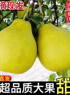 正宗湖南江永沙田柚当季水果纯甜白心柚自家特产50年老树柚包邮