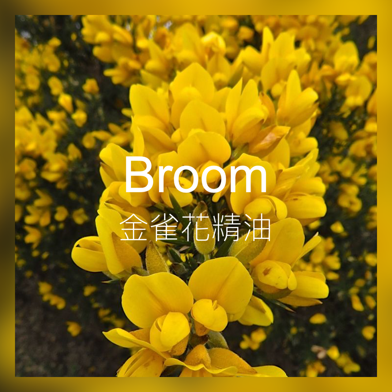 【新香新灵感】金雀花精油 清新甜美的花香