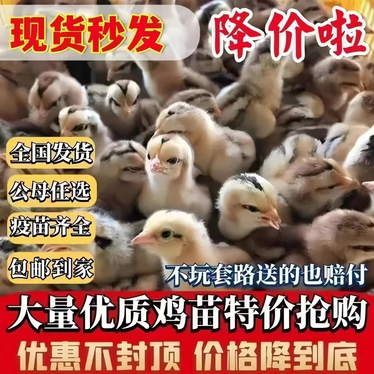 宠物小鸡苗土鸡活苗五黑鸡苗五黑鸡绿壳蛋鸡狼山黑鸡家养小鸡芦花