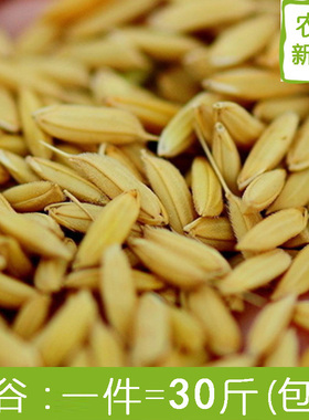 稻谷农家稻子带壳水稻鸡鸭鸟鸽子宠物仓鼠饲料江浙沪皖30斤装包邮