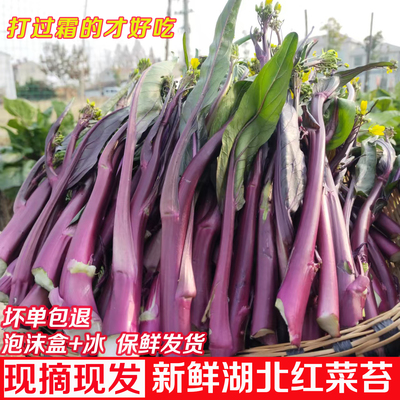 农家自种红菜苔嫩菜苔