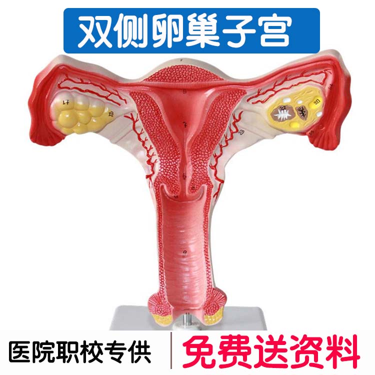 妇幼医院孕妇学校 人体子宫解剖模型 女性生殖系统计生教育演示