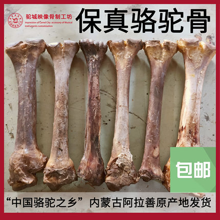 骆驼骨小腿骨跖骨雕刻手把件骨珠工艺品保真天然原料【驼城映像】