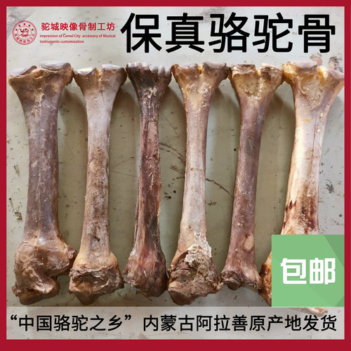 骆驼骨原料手把件保真