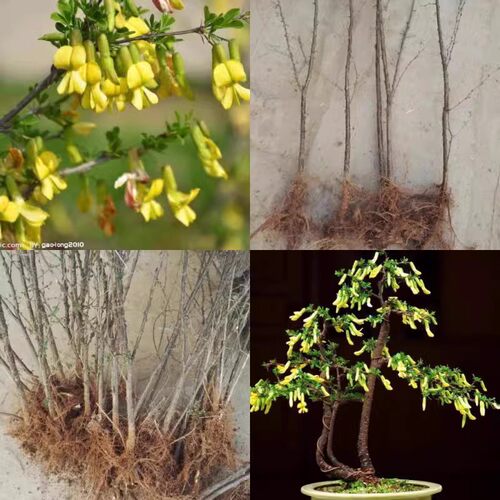 可食用黄金雀盆栽树苗南雀盆栽地栽金雀耐寒好养