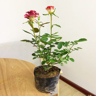 【带花苞发货】月季花苗 流星雨月季 盆栽植物花卉  奇异花卉