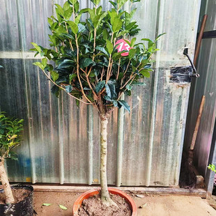 嫁接金银同辉双色桂花树苗盆栽桂花大树庭院植物四季型桂花