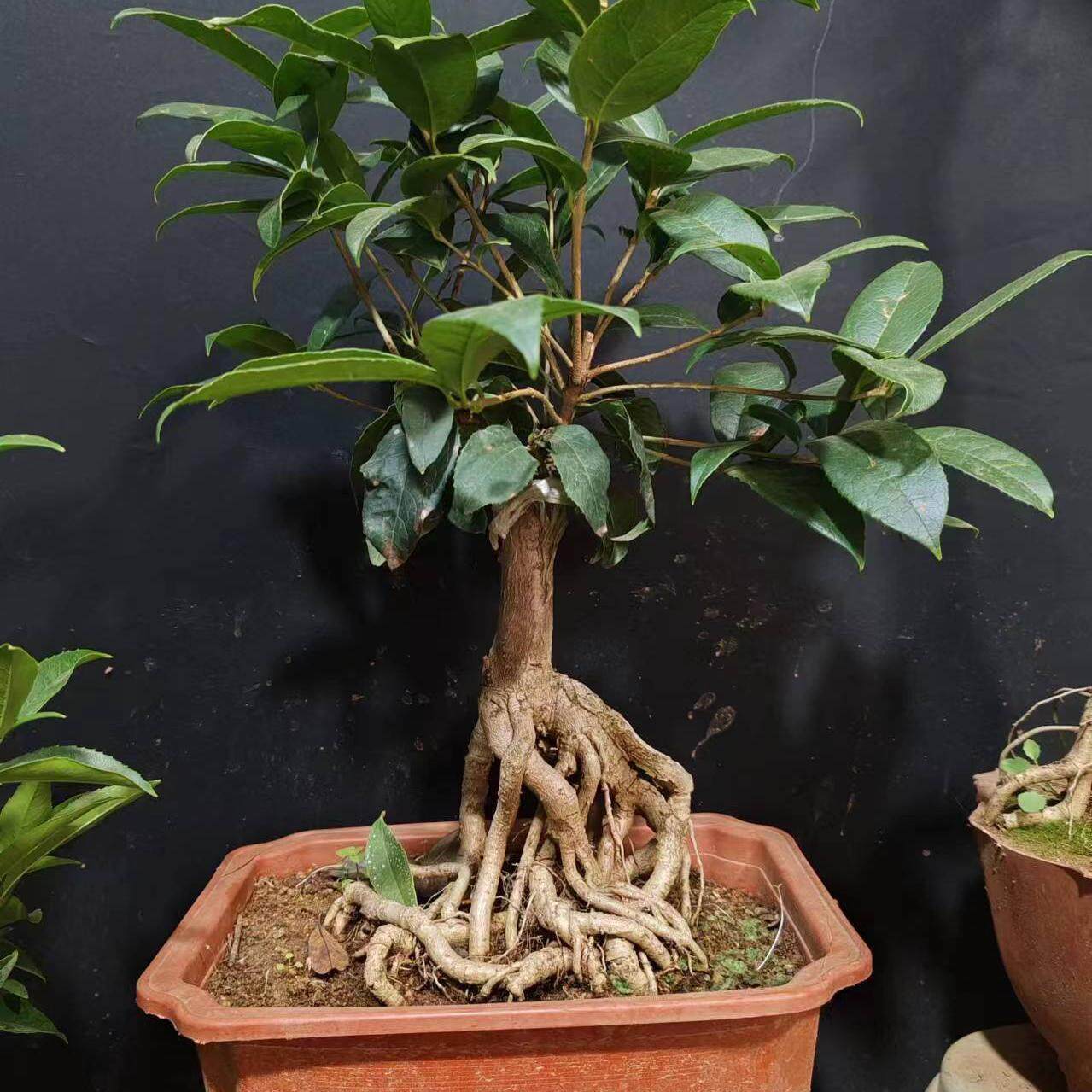 四季丹桂花盆景桩 四季开花提根盘根造型桂花盆景新品种四季丹桂