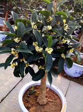 流苏嫁接日香桂佛顶珠天香台阁桂花盆栽盆景树苗浓香型四季开花
