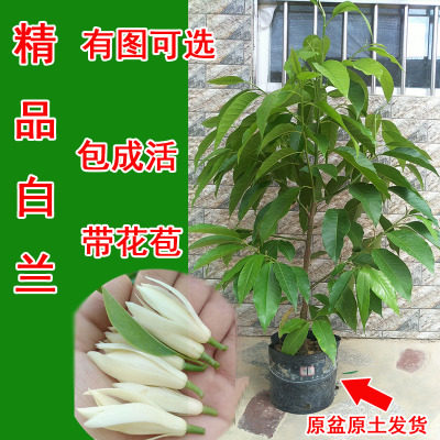 嫁接白兰花庭院白兰花