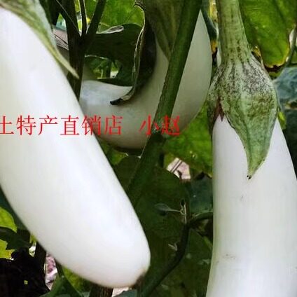 湖北省广水土特产一斤包邮白茄子