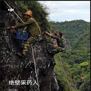 大三阳小三阳转氨酶高浦公英新货舒甘肝茶益甘解郁熬夜肝火茶