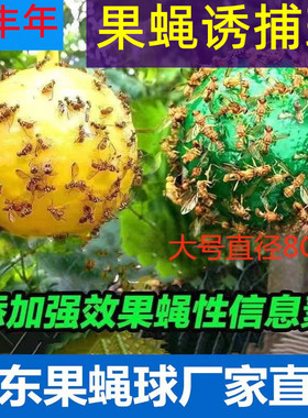 果蝇球黄色绿色整箱诱虫球粘虫球果蝇诱蝇球瓜果实蝇针蜂果园