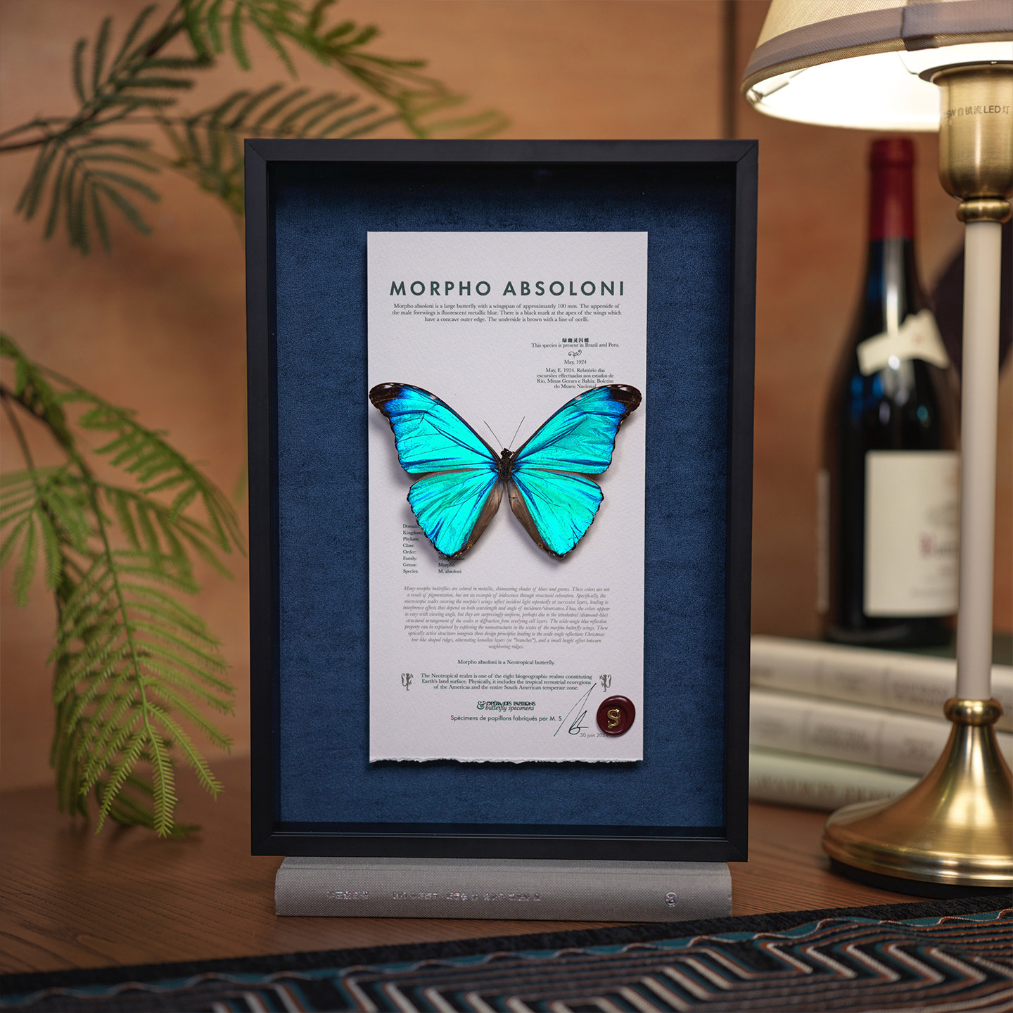 真蝴蝶标本小众节日礼物罕见稀有