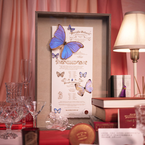 蝴蝶标本轻奢罕见法式乔迁礼物
