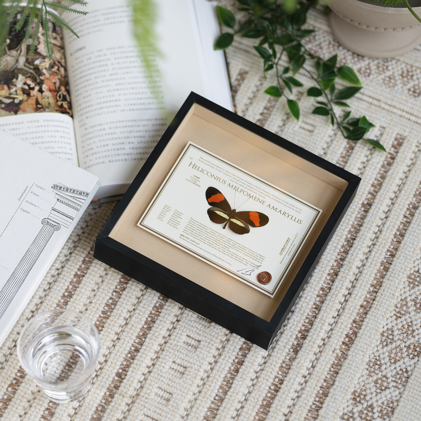 蝴蝶歌剧院｜原创诗神袖蝶罕见蝴蝶标本自然艺术高考毕业成年礼物,家居饰品,标本类装饰画,淘宝优惠券,粉丝福利购,淘宝优惠卷