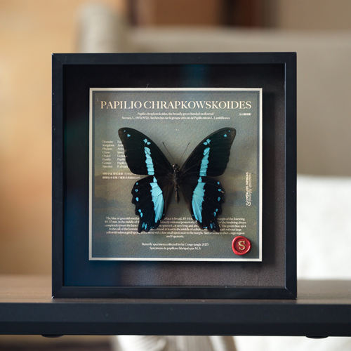 蓝黑蝴蝶标本博物馆收藏书房装饰