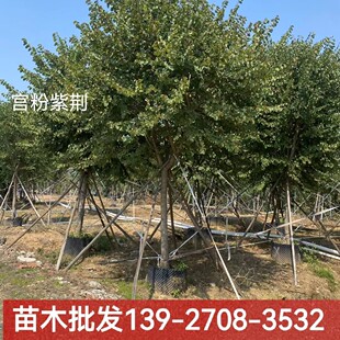 宫粉紫荆树苗羊蹄甲树别墅室外绿化庭院花树观赏风景树南方种植树
