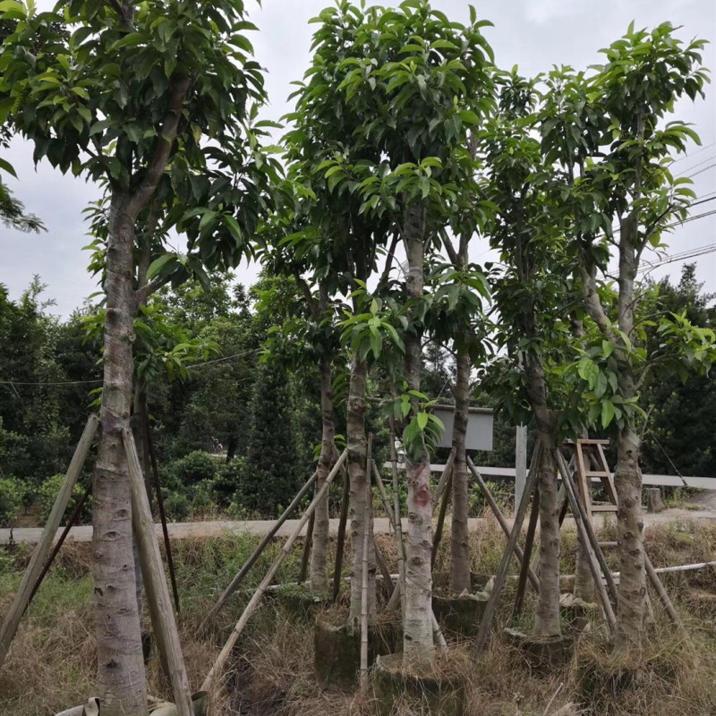 白玉兰树苗 15公分白玉兰袋苗 广东绿化树苗 移植袋苗 市政工程苗