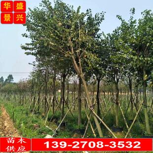宫粉紫荆树苗 宫粉羊蹄甲 洋紫荆树苗 紫荆花 园林道路绿化工程苗