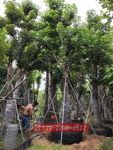 秋枫树苗米径30公分 广东秋枫绿化树苗 重阳木树苗 大骨架假植苗