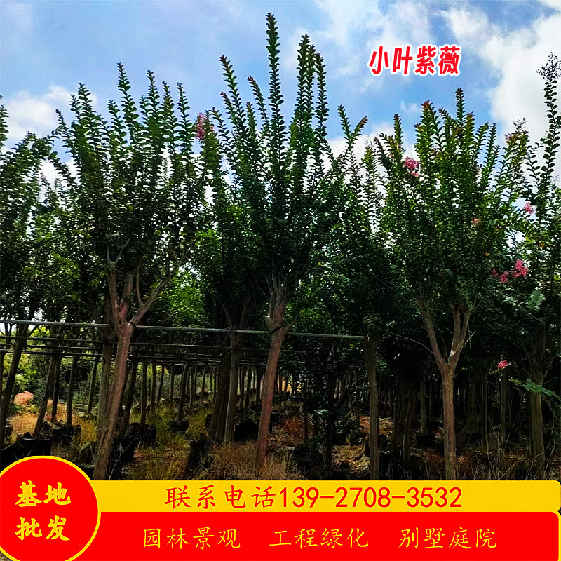 细叶紫薇树假值苗基地3-10公分小乔木粉花紫薇红花火箭紫薇丛生