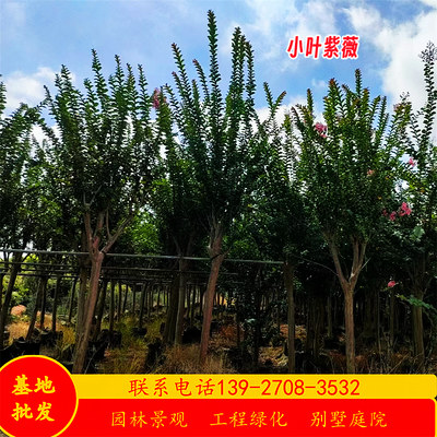 细叶紫薇树假值苗基地3-10公分小乔木粉花紫薇红花火箭紫薇丛生