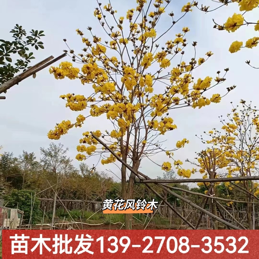 黄花风铃木苗正宗多花黄花风铃树苗庭院楼顶景观树多花风铃木行道