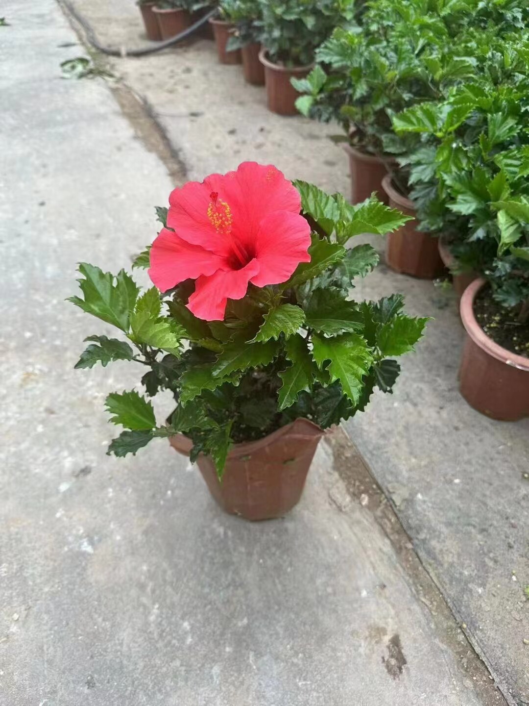 大红花盆栽扶桑花苗重瓣朱瑾木槿牡丹阳台庭院四季芙蓉花卉带花苞