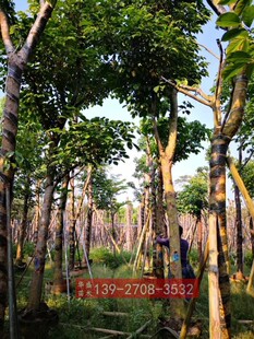 米径15cm 秋枫 重阳木树苗 广东绿化小苗 秋枫树苗 市政苗