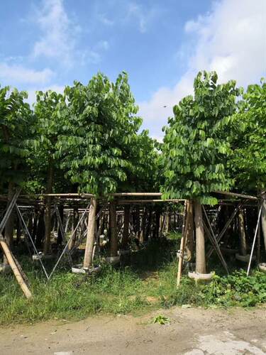 羊蹄甲米径15-20公分广东绿化树苗羊蹄甲袋苗市政树苗