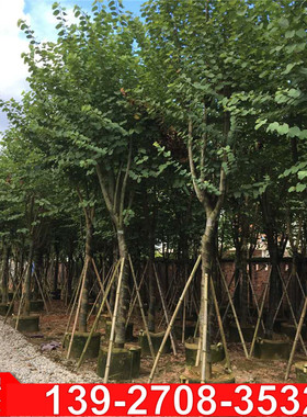 广东宫粉市政紫荆花景观羊蹄甲